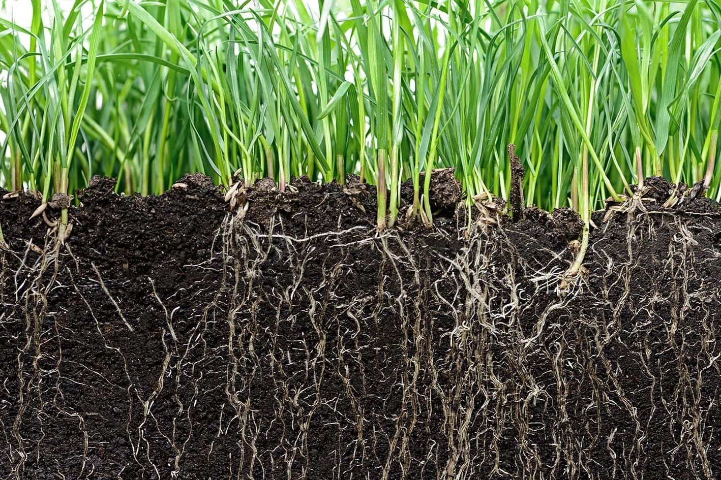 Die neue Studie untersucht, wie die Fähigkeit von Böden, Kohlenstoff zu speichern, verbessert werden kann – ein entscheidender Faktor bei der Eindämmung des Klimawandels. (Bild: iStock.com/VR19)imate change. (Image: iStock.com/VR19)