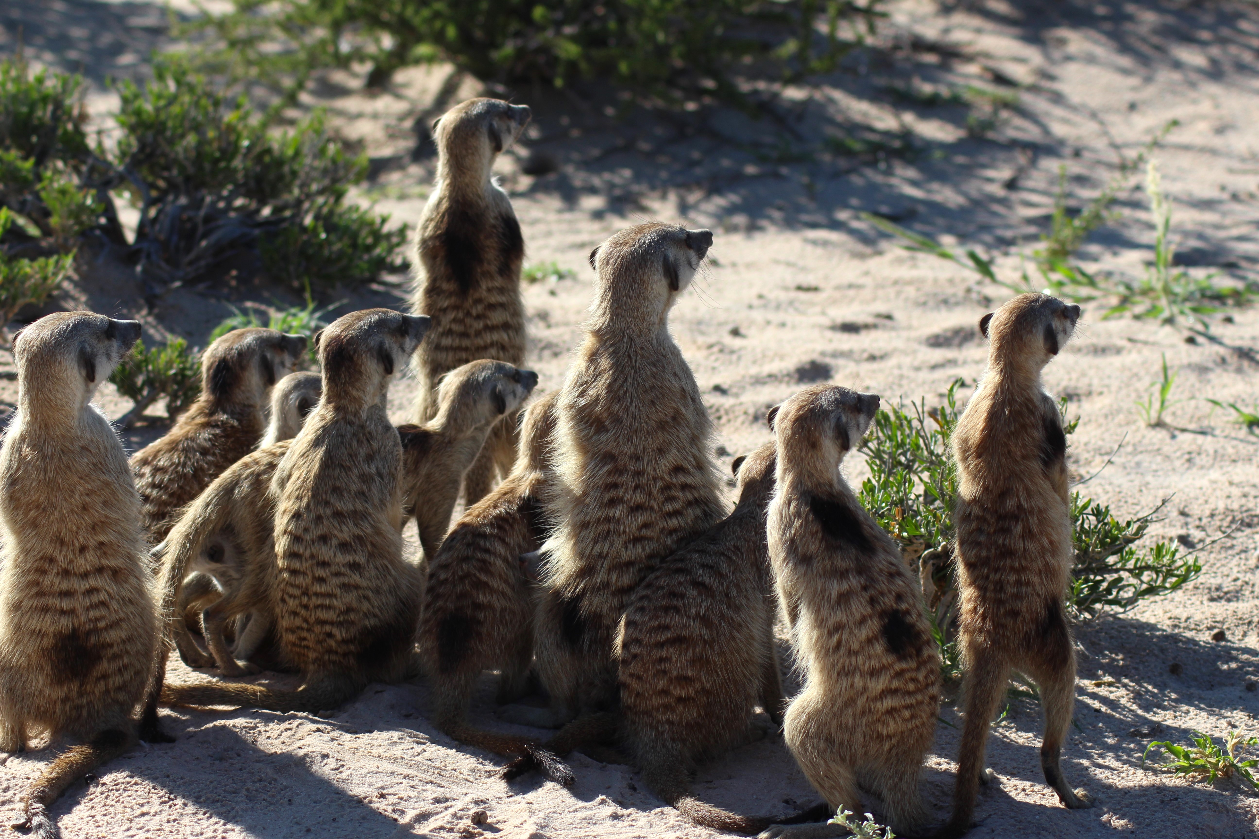 Meerkat in a group