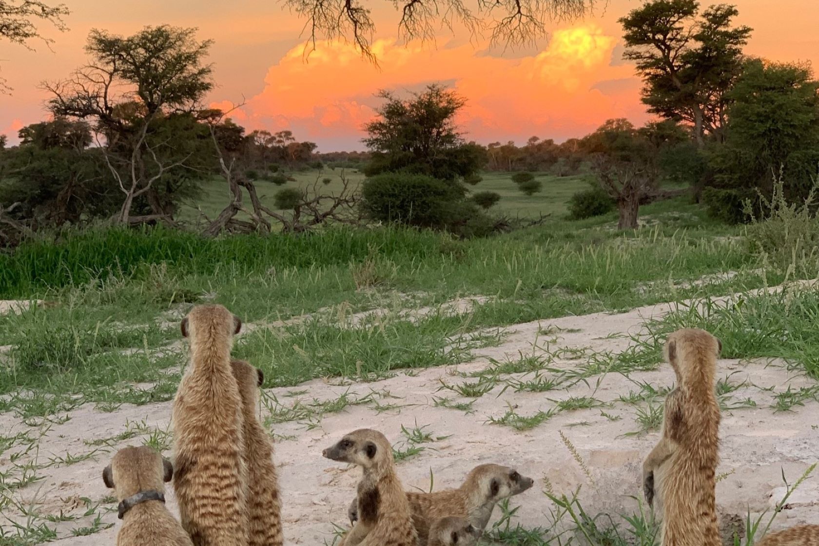 Meerkats at sunset